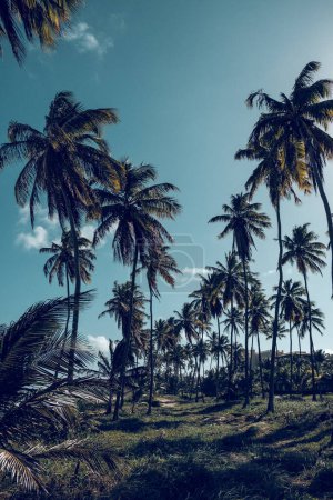 Téléchargez les photos : Vue pittoresque de palmiers exotiques poussant en rangs sur une pelouse herbeuse sous le ciel bleu lors d'une journée d'été ensoleillée au Brésil - en image libre de droit