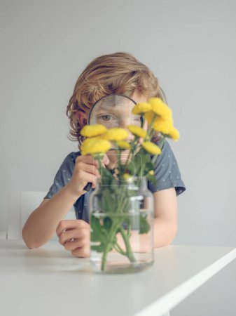 Photo for Little boy with blond hair exploring yellow Chrysanthemum flowers using magnifier holding it near eye while sitting at table against white wall - Royalty Free Image