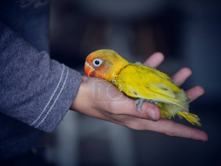 Photo for From above of bright yellow lovebird with orange beak pecking hand of crop person while sitting on palm - Royalty Free Image