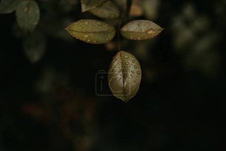 Téléchargez les photos : D'en haut gouttes d'eau propre sur les feuilles vertes de la plante dans le jardin - en image libre de droit