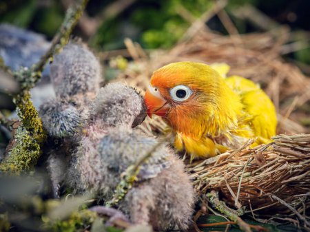 Foto de Adorable nido de tortolito con plumaje amarillo vivo que habita en el nido construido de paja y hierba seca - Imagen libre de derechos