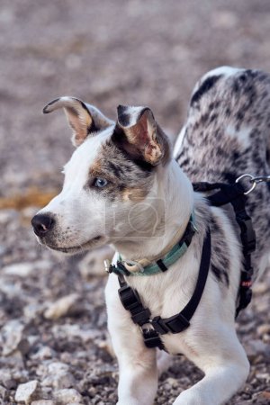 Foto de Perrito de la colmena fronteriza con ojos azules mirando a otro perro. - Imagen libre de derechos