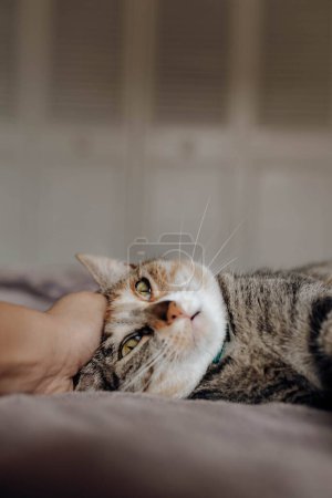 Téléchargez les photos : Main de la personne anonyme caressant chat mignon sur le lit dans une chambre confortable - en image libre de droit