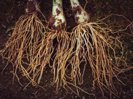 Téléchargez les photos : Vue de dessus des bulbes d'oignon sale arrachés avec de longues racines placées sur un sol sombre - en image libre de droit