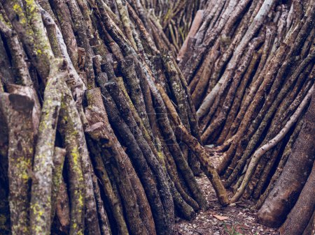 Téléchargez les photos : Tas de branches denses d'arbres abattus à sec avec mousse verte et écorce rugueuse pour le travail du bois empilés ensemble dans les zones rurales - en image libre de droit