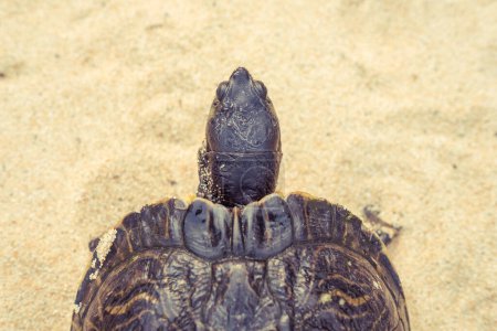 Téléchargez les photos : De dessus de tortue de mer avec coquille solide protectrice et tête rampant sur le rivage sablonneux le jour d'été dans la nature - en image libre de droit