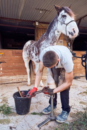 Photo for Farrier changing horseshoe in the stable - Royalty Free Image