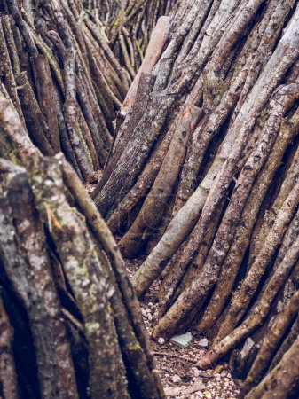 Téléchargez les photos : Tas de branches coupées avec une surface rugueuse et écorce sèche pour le travail du bois empilés ensemble dans les zones rurales de la campagne - en image libre de droit