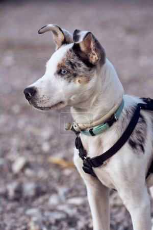 Foto de Perrito de la colmena fronteriza con ojos azules mirando a otro perro. - Imagen libre de derechos