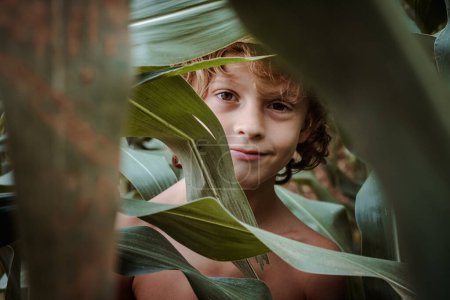 Charming blond haired kid with brown eyes and naked torso peeking out from behind green corn leaves and looking at camera in summer field