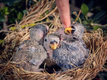 Téléchargez les photos : De dessus de la culture personne touchant le bec de maman tourtereau assis dans le nid avec de petits nouveau-nés moelleux dans le nid de paille - en image libre de droit