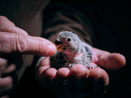 Téléchargez les photos : Gros plan de poussin tourtereau nouveau-né mignon avec plumage gris assis sur la main de la récolte du propriétaire masculin anonyme touchant bec - en image libre de droit