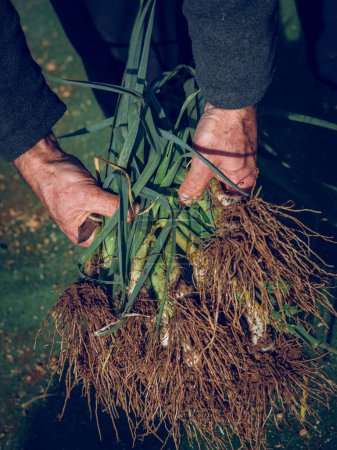 Foto de Alto ángulo de jardinero de cultivo anónimo tomando racimo de cebollas verdes con raíces largas en el campo - Imagen libre de derechos