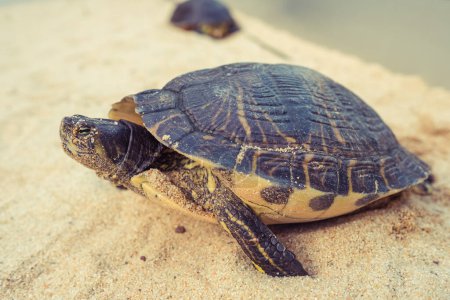 Téléchargez les photos : Mignonne tortue de mer sauvage avec coquille solide rampant sur une plage de sable sec près d'un étang calme dans la nature le jour de l'été - en image libre de droit