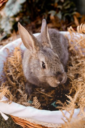 Foto de Primer plano divertido conejo gris sentado entre plantas secas en la cesta - Imagen libre de derechos
