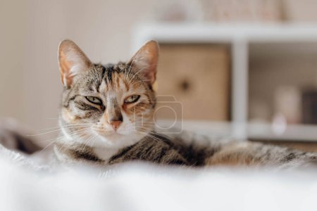 Foto de Dulce gato acostado sobre una suave manta en una cómoda cama en casa - Imagen libre de derechos