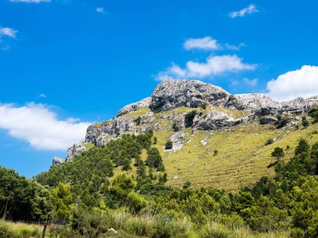 Téléchargez les photos : Arbres verts luxuriants poussant près d'une crête montagneuse rugueuse couverte d'herbe située contre le ciel bleu dans la nature le jour de l'été - en image libre de droit