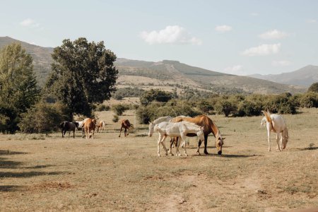 Foto de Varios caballos en el bosque comer gratis - Imagen libre de derechos