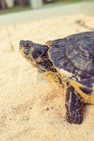 Téléchargez les photos : Mignonne tortue de mer sauvage avec coquille sombre protectrice solide rampant lentement sur le rivage sablonneux sec le jour d'été dans la nature - en image libre de droit
