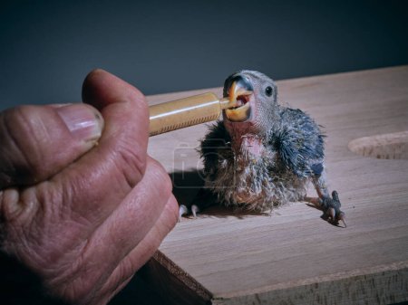 Photo for Closeup of crop anonymous male owner feeding little lovebird chick with gray plumage sitting on wooden table using syringe against gray background - Royalty Free Image