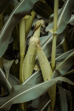 Téléchargez les photos : Gros plan de l'épi vert frais de maïs poussant parmi les longues feuilles vertes dans le champ d'été dans la campagne - en image libre de droit