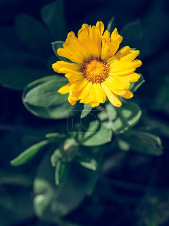 Foto de Primer plano suave foco de brillante flor amarilla de Caléndula con hojas verdes creciendo en el jardín a la luz del día - Imagen libre de derechos