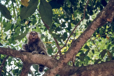 Téléchargez les photos : Mignons petits singes pelucheux avec fourrure brune assis sur la branche d'arbre parmi les feuilles vertes et regardant la caméra curieusement au Brésil Praia do Forte - en image libre de droit