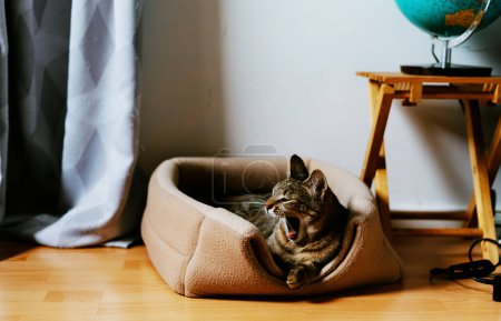 Foto de Divertido gato tabby sentado en cómoda cama de cesta en acogedora habitación y bostezo - Imagen libre de derechos