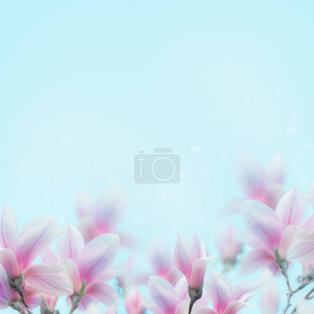 Téléchargez les photos : Beau magnolia fleurs fond de fleur au bleu. Concept nature printanier - en image libre de droit