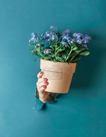 Photo for Woman hand holding potted purple blooming plant of forget-me-not flowers in terracotta pot at blue wall background. Gardening concept. Front view. - Royalty Free Image