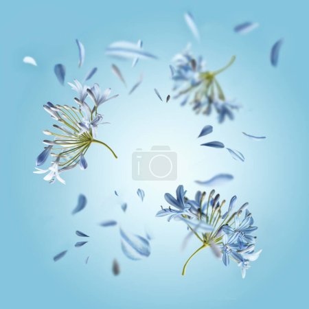 Foto de Marco floral con flores voladoras y pétalos en fondo azul. Fondo de levitación de primavera y verano con flor. Vista frontal. - Imagen libre de derechos