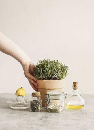 Photo for Crop woman hand holding potted thyme in terra-cotta plant pot at grey kitchen table with olive oil, pepper, lemon on citrus press and herbal salt in glass jar - Royalty Free Image