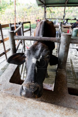Una vaca en una sala de ordeño le da una mirada peculiar a través de un canal de granja lechera. Ojos graciosos. Primer plano