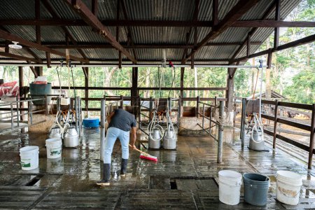 A Hispanic young man diligently cleans a milking parlor station on a dairy farm, emphasizing hygiene and care in the agricultural setting