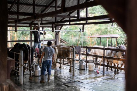 Two Hispanic workers efficiently operate in a small, ethical dairy farm milking parlor, surrounded by cows
