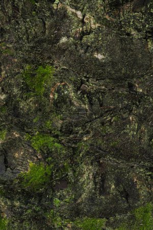 Nature Textures Unveiled: A Collection of Authentic Textures, From the Serenity of Forests and the Rusticity of Wood to the Freshness of Grass and the Delicacy of Leaves.