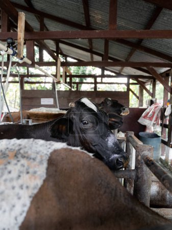 This image captures a moment where a cow inside a milking parlor on a dairy farm appears to express sadness. Glimpse into the emotional range of animals in the agricultural setting