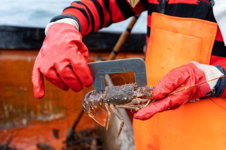 Nahaufnahme der Hände eines Fischers mit Handschuhen von der Größe eines Hummers auf einem Boot