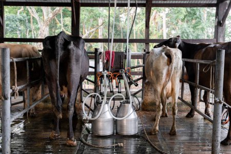 Téléchargez les photos : Deux vaches subissent une traite, parfaitement connectées aux machines de production laitière, ce qui souligne l'efficacité moderne de l'industrie laitière - en image libre de droit