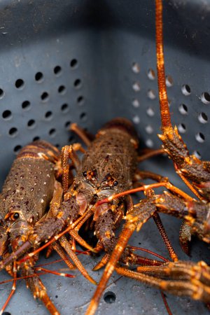 Vertical close-up of alive lobsters on a box on a fishing boat