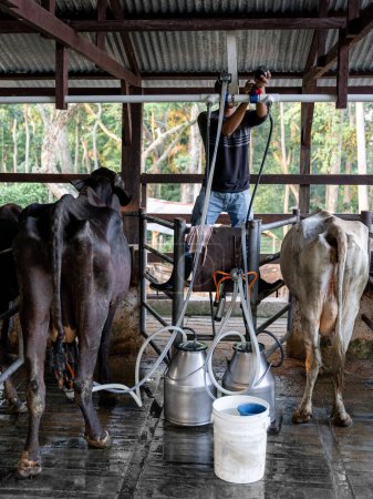 A young Hispanic man is fixing the milking machine in a dairy farm surrounded by cows