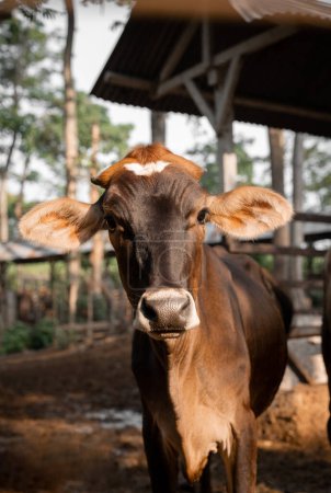 Retrato de una vaca en granja al aire libre