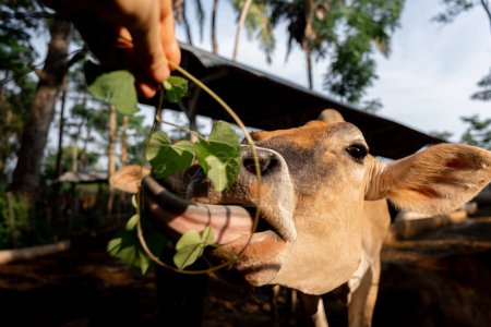 Un retrato de cerca de una vaca juguetona comiendo en una rama, la lengua hacia fuera, en un momento divertido y entrañable