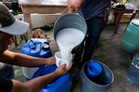 Two Hispanic men filters freshly milked milk into a bucket, depicting the traditional process of dairy production