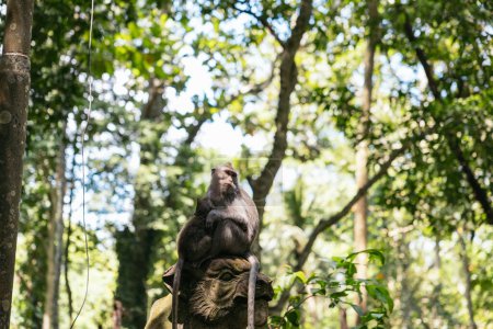 Téléchargez les photos : Singe sur une statue à Monkey Forest à Ubud, Bali - en image libre de droit
