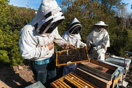 Company of beekeepers in protective costumes working with honeycombs near beehives in apiary on sunny summer day