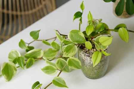 Houseplant peperomia scandens in glass flowerpot