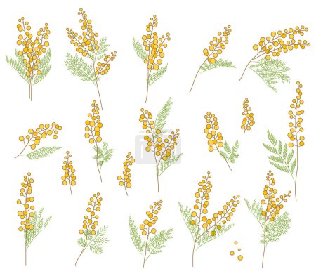 Mimosa flower illustration set. This is a simple color illustration.