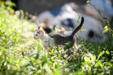 Foto de Detalle de primer plano retrato de hermosos gatos gatitos en un entorno natural. Fondo de verano - Imagen libre de derechos