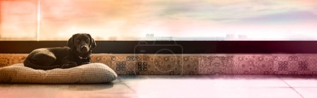 Téléchargez les photos : Un mignon chien noir aux cheveux courts repose sur son oreiller, sur la terrasse pendant la journée. Cheveux brillants pour chien. - en image libre de droit